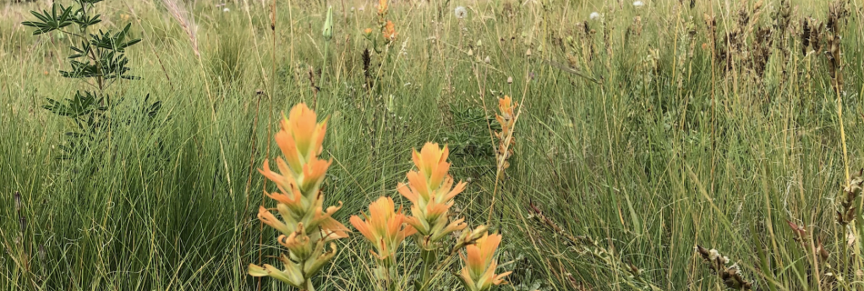 Grasses and wildflowers after a monsoon storm near the San Francisco Peaks. Photo By Annie Elko
